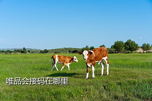 各大短信接码平台