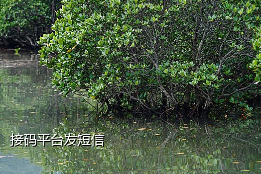 手机飞鱼接码平台