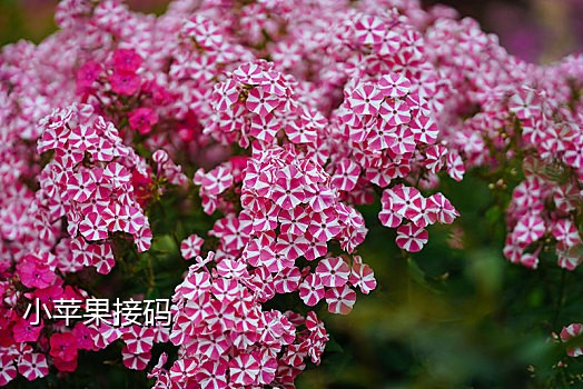 接码app手机版本
