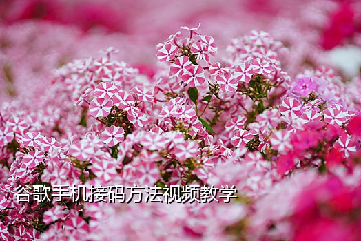 短信接码软件有哪些好的