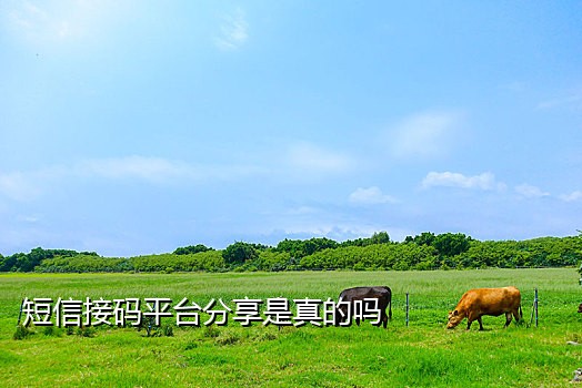 详解虚拟手机号接码