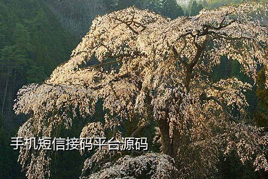 微信登陆跟手机接码