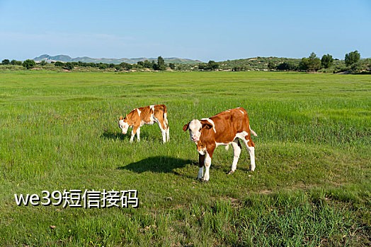 爱奇艺接码登录一个月