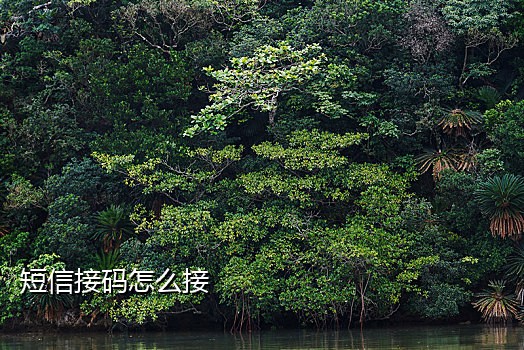 手机接码平台是什么