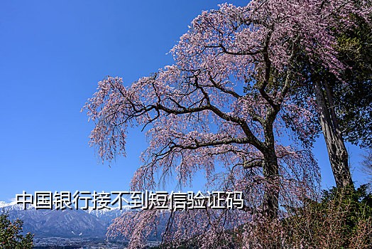 手机接码论坛