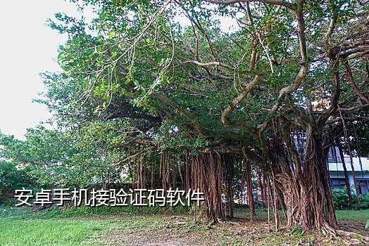 手机版接码软件