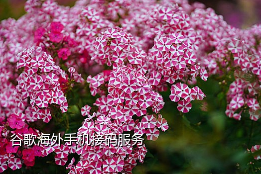 免费接码软件苹果版