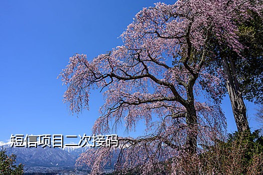 短信接码视频怎么弄