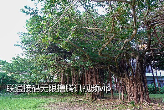 注册qq手机接不了验证码