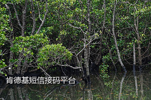 微信接码是在哪个平台