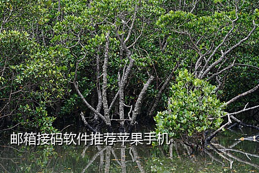 淘宝接码有什么用