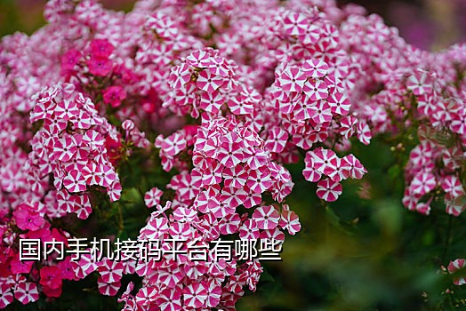 手机咋接不到验证码