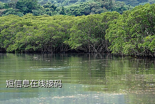 接码刷钉钉
