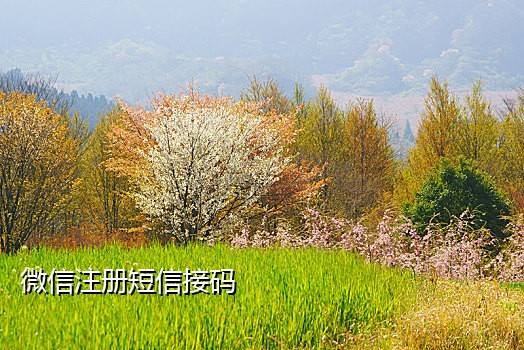 云南手机号接码平台是什么