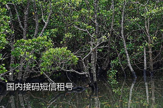 2018接码注册微信