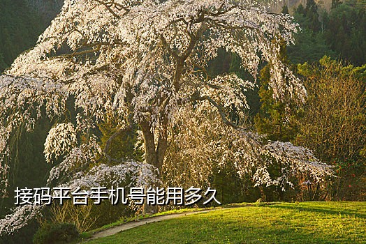 网上买手机号接码