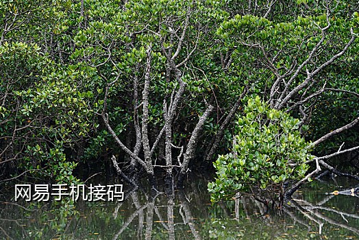 米云接码短信模板怎么设置