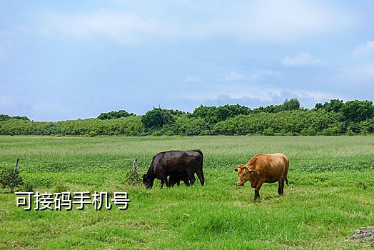 106短信接码平台