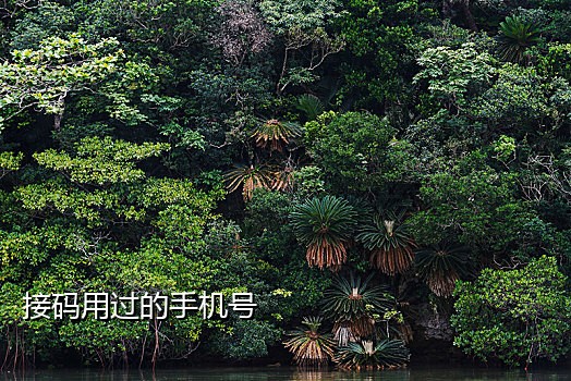 支付宝接码安全吗