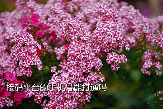 手机号接码渠道怎么查