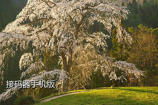 那手机号码接码