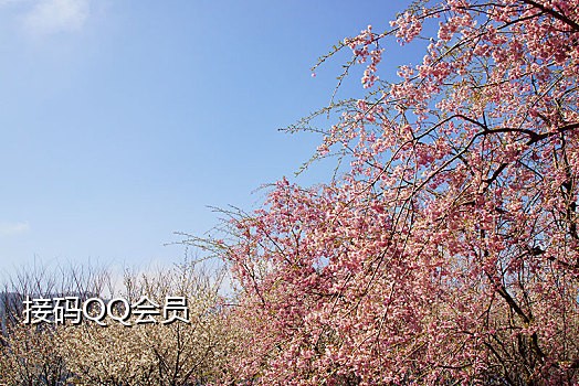 短信接码注册平台