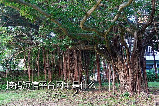 短信接码电脑版怎么接的