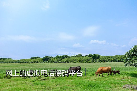抖码接码短信平台是真的吗