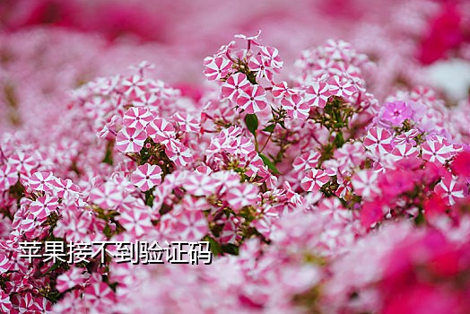 电话接码怎么用手机打开