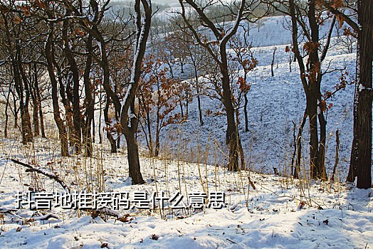 telegram接码项目名