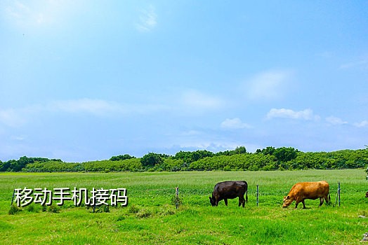 小红书api接码