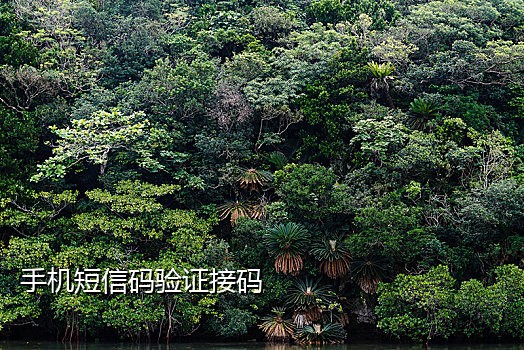 我的沈阳app接不到短信验证码