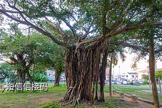 微信不能用接码平台吗