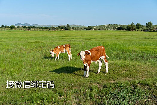 手机接码需要什么条件呢
