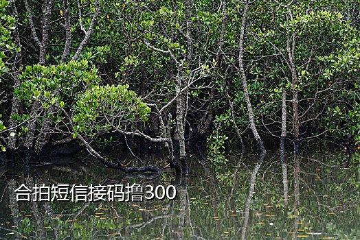 手机接不到平台的验证码