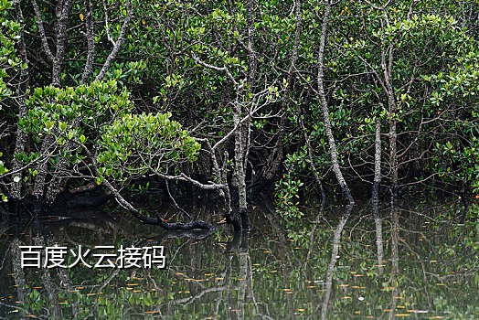 拼多多接收共享码