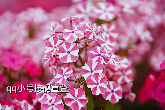 饿了么二次接码平台