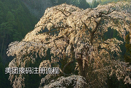 短信接码中国号码