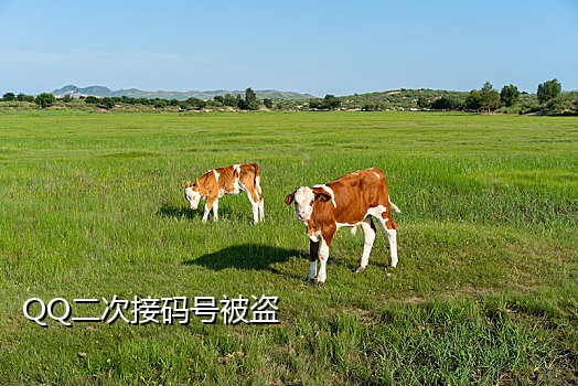 最新接码注册微信