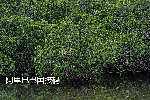 qq主页链接怎么生成短信接码