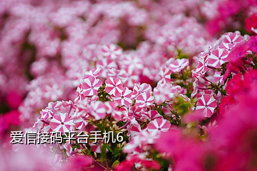 验证码接码平台手机版