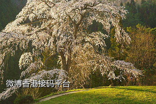 美卡短信接码流程图解