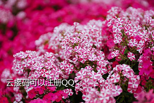 卡商接码APP手机版